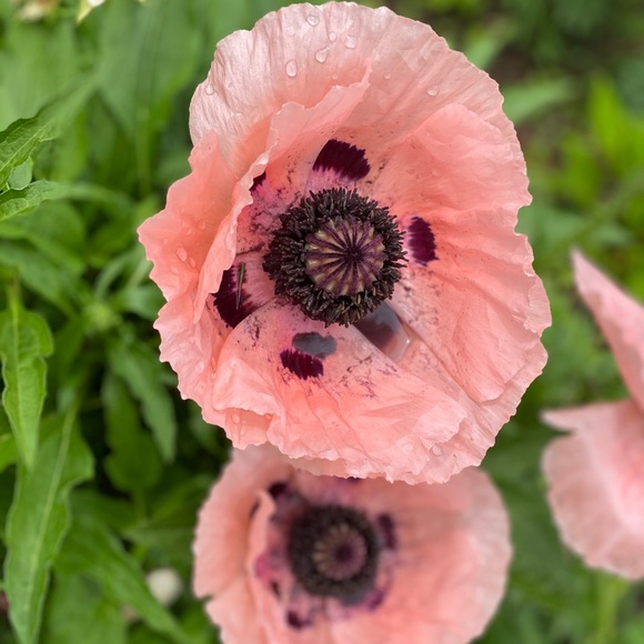 Meet your Posh Ambassador, Michelle!! - Picture 9 of 11